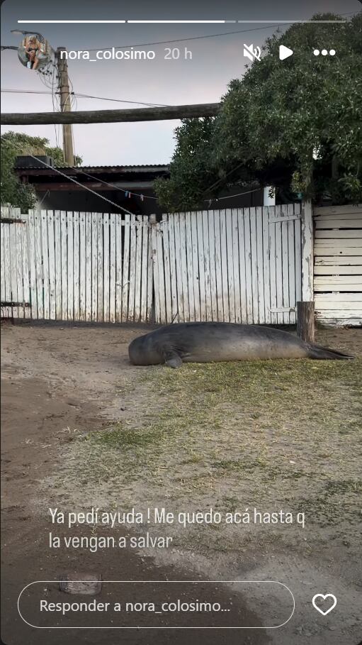 La reacción de Nora tras encontrar una foca perdida en Cariló