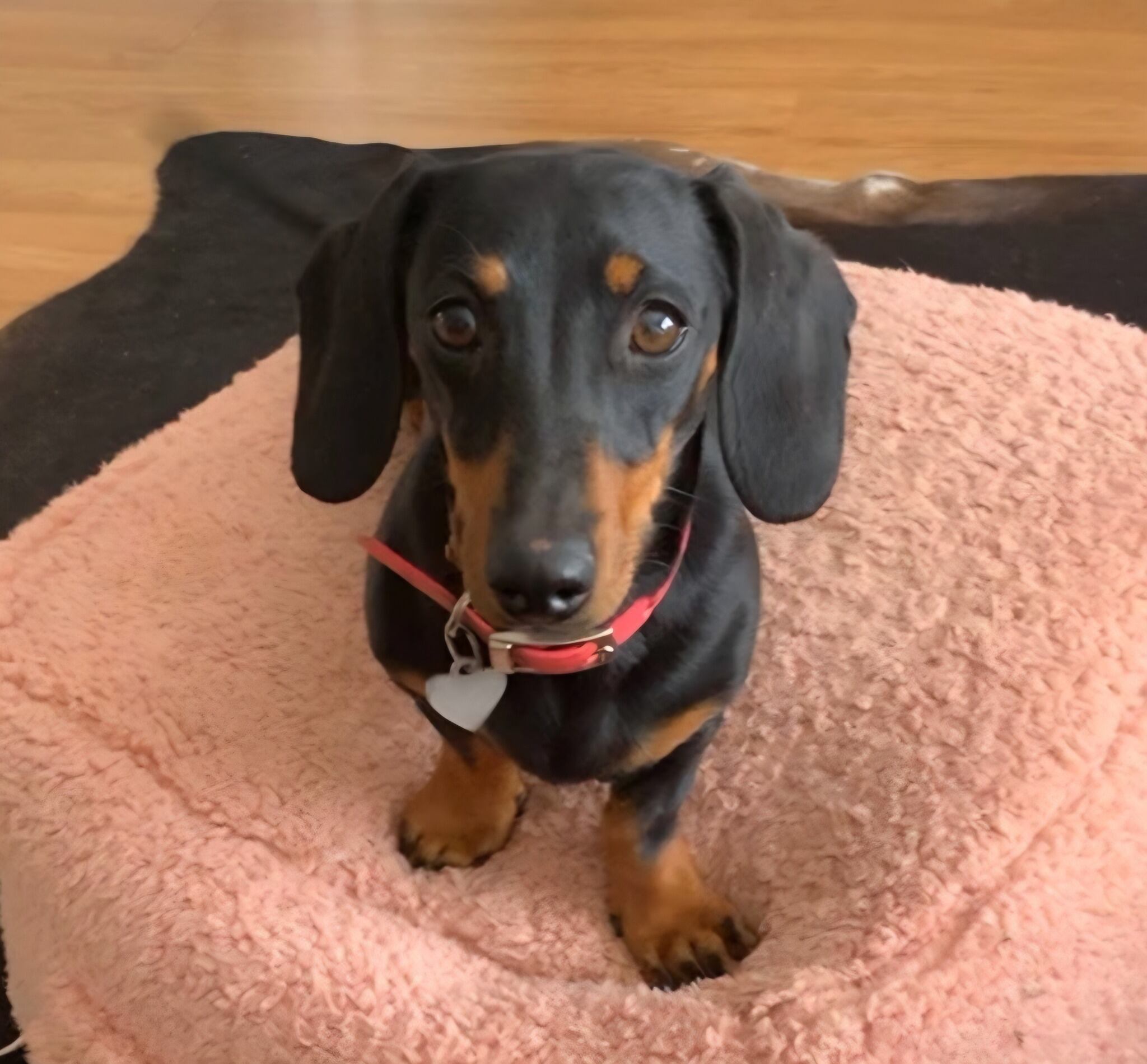 Valerie, la perrita salchicha que lleva más de un año