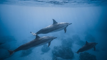 Un grupo de delfines nadando en el fondo del océano (Pexels)