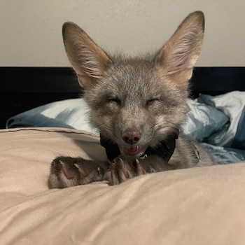 Sherlock es muy juguetón y