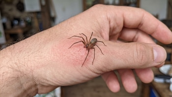 Araña violinista: prevención y primeros auxilios en caso de picadura dentro del hogar
