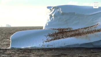 17/02/2021 Filman cientos de pingüinos