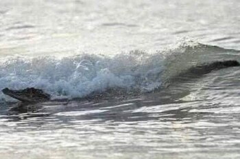 La fauna está regresando a