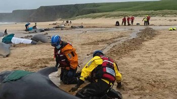 Más de 50 ballenas piloto