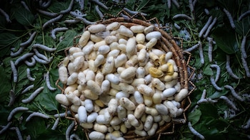 Los gusanos de seda hilan