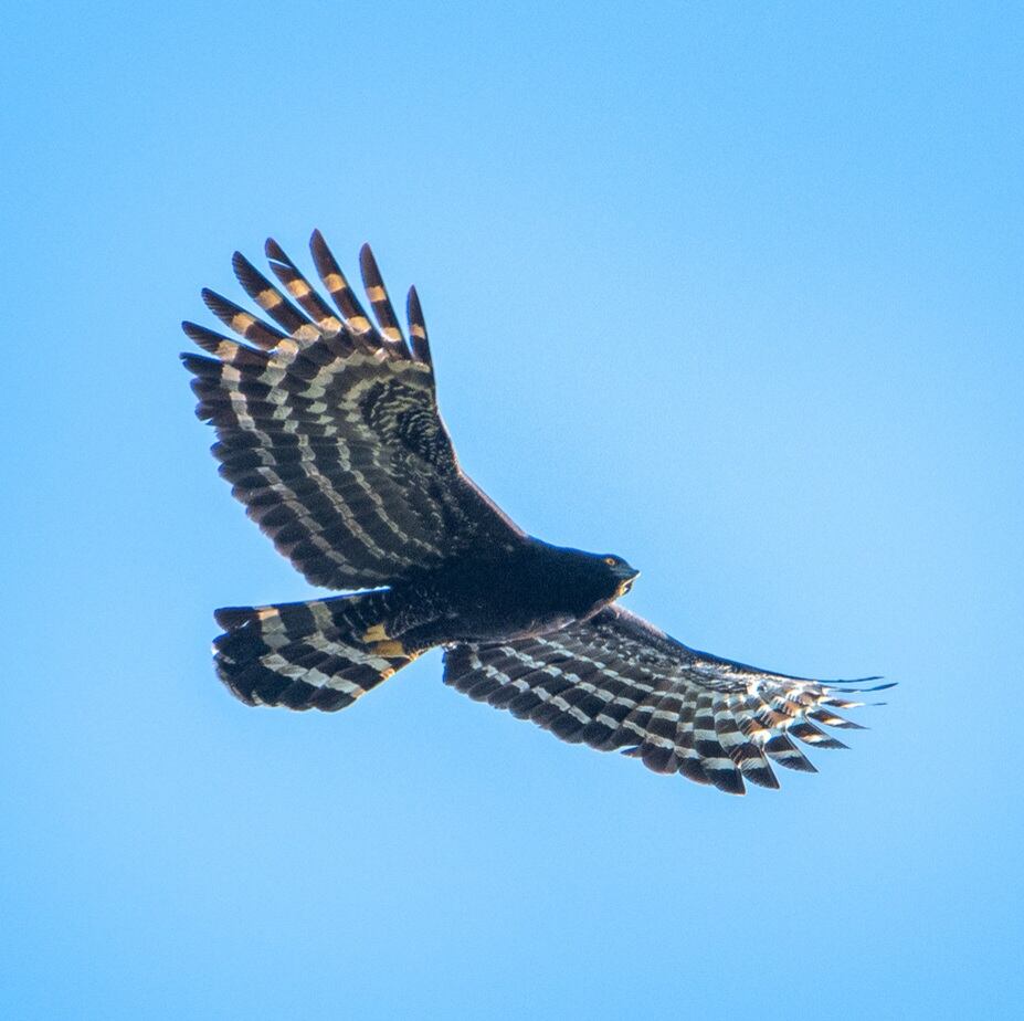 Un Águila Crestuda Negra, también conocida como águila tirana o águila iguanera, fue fotografiada por Sergio Moya en el cielo misionero (SM)