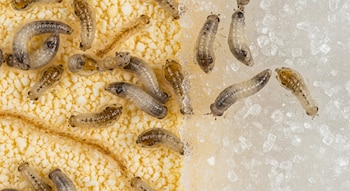 Fotografía macro de larvas de Drosophila melanogaster sobre un sustrato granular amarillo y un sustrato cristalino blanco.