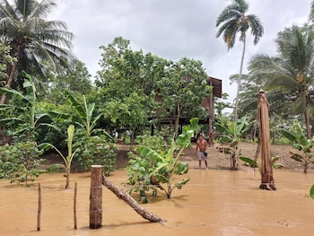 Los cultivos de maíz, arroz, yuca y plátano sufrieron daños en varias comunidades de La Mosquitia por la crecida del río Patuca.
