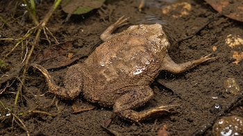 El sapo de Surinam tiene dedos 70 veces más sensibles que sus palmas y los usa para cazar en la oscuridad