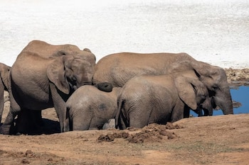 Varios elefantes africanos de piel gris permanecen agrupados junto a una pequeña charca de agua y suelo de tierra