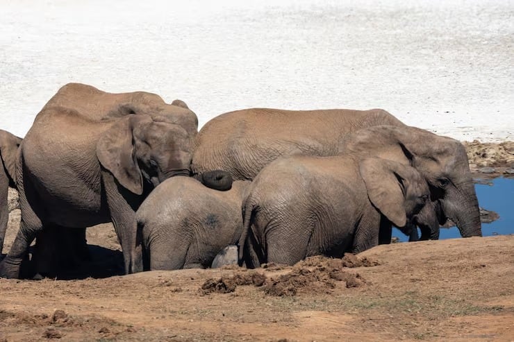 La reubicación de 263 elefantes desde el Parque Nacional Liwonde hacia Kasungu buscó reducir la presión demográfica y repoblar la zona (Magnific)