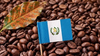 Incidencia de la roya del café en Guatemala cae en marzo de 2026
