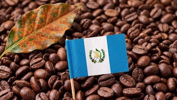 El control de la roya del café logró una reducción de 3.6 % respecto a marzo de 2025, evidenciando avances en la prevención. (Cortesía: Gemini)