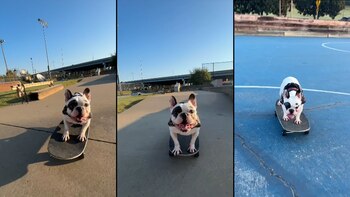 El refugio lo describió como