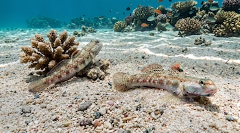 Dos peces gobios manchados sobre el fondo arenoso y pedregoso de un arrecife con corales y agua clara.