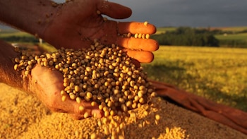 La suba de los precios del maíz y la soja ofrece un alivio parcial, pero no compensa por completo la factura de combustible de las explotaciones agrícolas