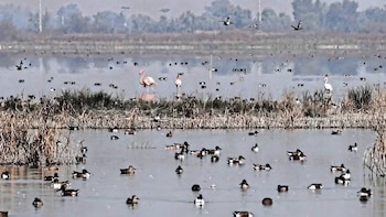 Familia de flamencos rosas se