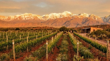 Así ven la cosecha de