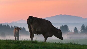 Un nutriente en la carne