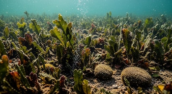 Vista submarina de densas plantas acuáticas de hojas verdes y rojizas cubriendo el lecho marino arenoso, con burbujas ascendiendo hacia la superficie iluminada.