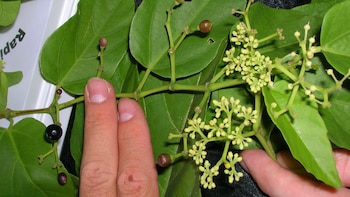 La planta puede ayudar a