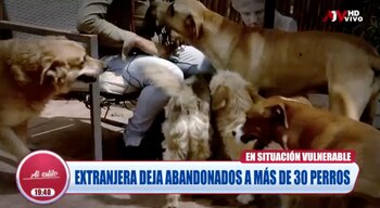 Abandonan a 32 perros que