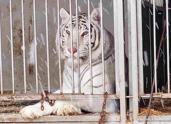 La hembra adulta blanca rescatada en Alemania. (Michael Strohmeyer/AAP Primadomus)