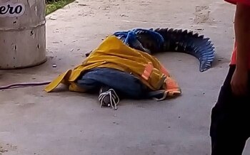 Fue capturado en la zona