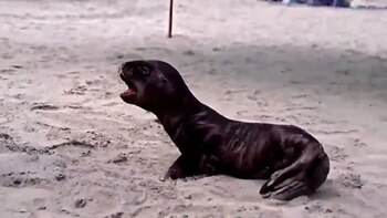 Lobos marinos muertos en puerto