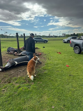 Un hombre de espaldas, un perro de pelaje marrón y blanco, varios caballos tendidos en el césped y vehículos en un campo abierto