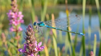 Primer plano de una libélula azul verdosa posada sobre una flor silvestre de tonos púrpuras. Gotas de agua son visibles en sus alas transparentes.