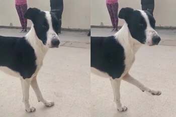 Un perrito es grabado haciendo