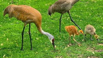 La cómica historia de dos