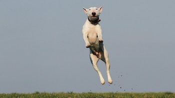 Los perros hacen que nuestras