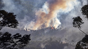Continúan los trabajos de recuperación tras seis años del incendio de Almonaster que calcinó 15.000 hectáreas