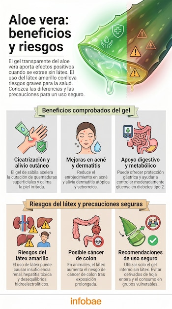 Infografía de aloe vera: hoja partida con gel transparente (beneficios) y látex amarillo (riesgos). Debajo, paneles detallan usos seguros y peligros.