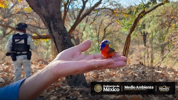 Venta ilegal de especies silvestres: Profepa resguarda 99 aves comercializadas en mercado de Jalisco