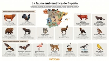 Las especies animales más emblemáticas de España, comunidad a comunidad: del lince ibérico al urogallo cantábrico