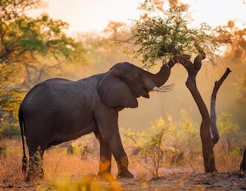 Un elefante de perfil estira su trompa para sujetar las hojas de un árbol bajo la luz del atardecer