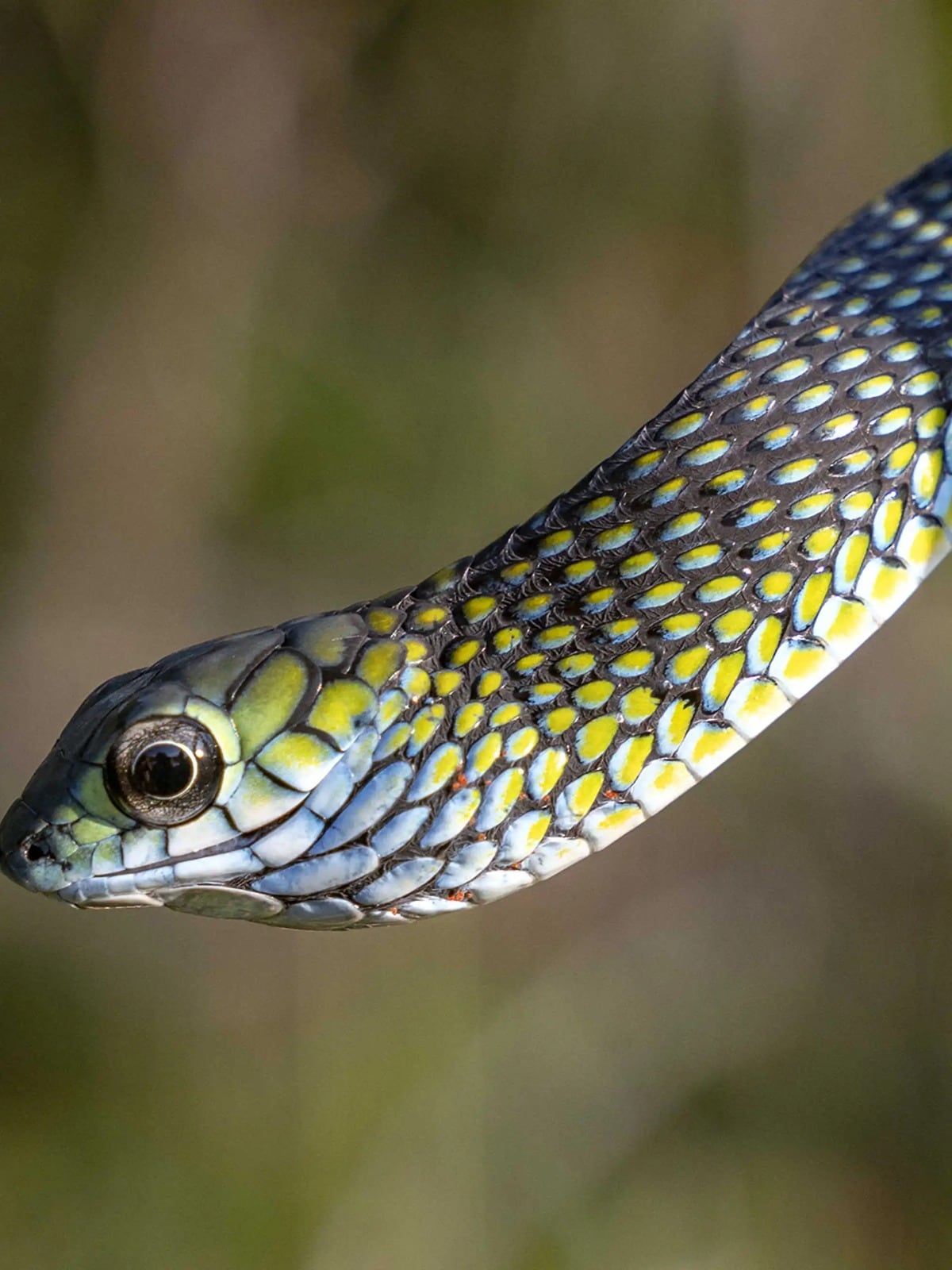 Ejemplar de serpiente arborícola verde, uno de los reptiles documentados en la meseta y que aporta nuevos registros para la fauna local (The Wilderness Project)