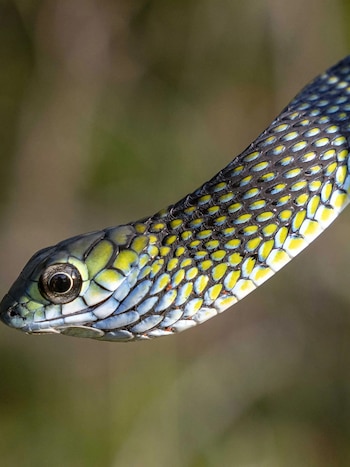 Ejemplar de serpiente arborícola verde, uno de los reptiles documentados en la meseta y que aporta nuevos registros para la fauna local (The Wilderness Project)