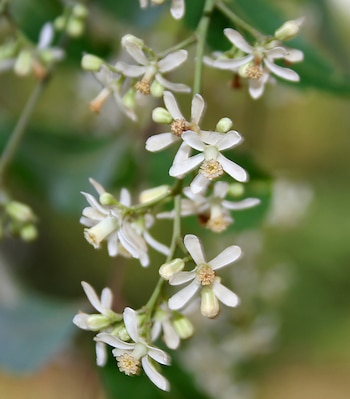 Este árbol, adaptado a climas