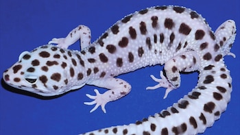Gecko Lemon frost