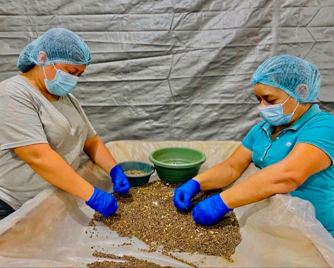 Una parte de la cosecha de cardamomo permanece en el mercado interno antes de completar la cadena de comercialización.