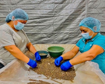 El precio del quintal de cardamomo se ubica en 21.000 lempiras, cifra que representa un valor bruto cercano a los 63,3 millones de dólares.