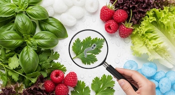 Hojas de albahaca, cilantro y lechuga con frambuesas rojas, blancas y azules. Una mano sostiene una lupa sobre una hoja con un parásito dibujado y gotas de agua.