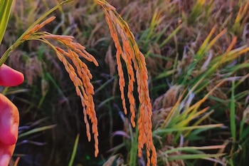 El desarrollo de 10 nuevas variedades de arroz, le permitió al programa de mejoramiento genético del INTA ganar socios para llegar a nuevos mercados (INTA)