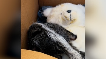 Un peluche como refugio: la recuperación de la cría de oso hormiguero que busca regresar a la naturaleza