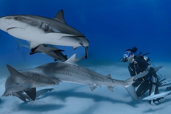Una bióloga obsesionada con los tiburones bate un récord tras tatuarse un homenaje a cada criatura que conoce