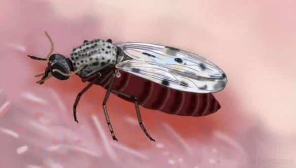 Los jejenes hematófagos del género Culicoides constituyen el vector principal de transmisión del patógeno entre animales. (OPS)